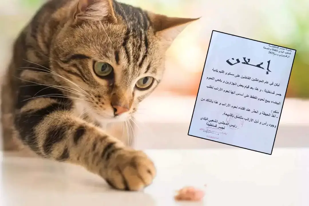 Viande chat Algérie
