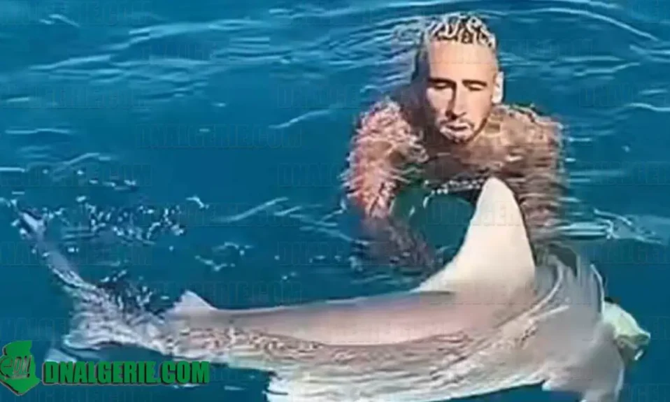 Algérien requin