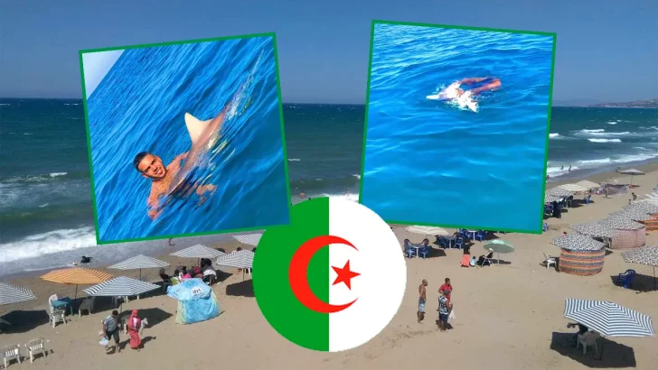 Requins Algérie