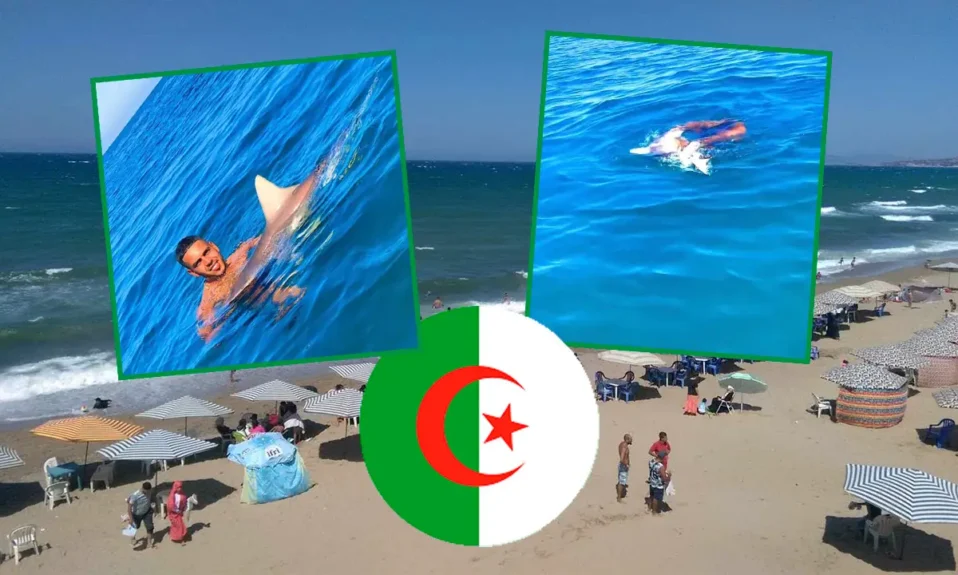Requins Algérie