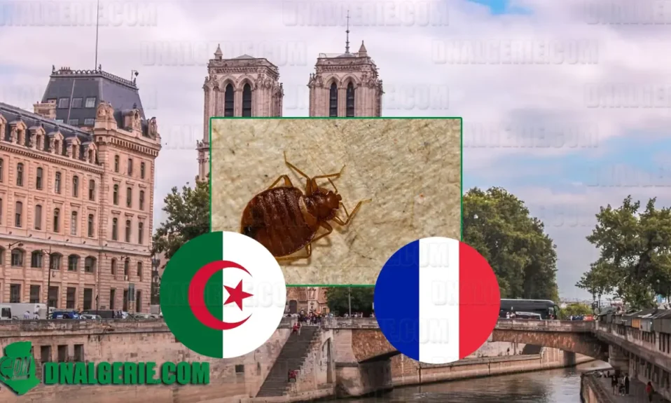 Algérienne France punaises lit