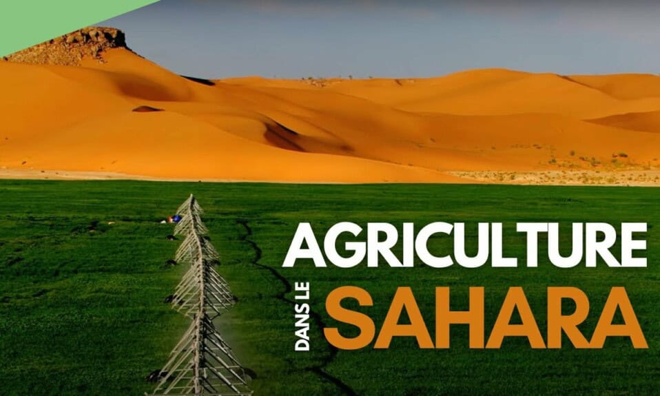 terres agricoles Sahara Algérie