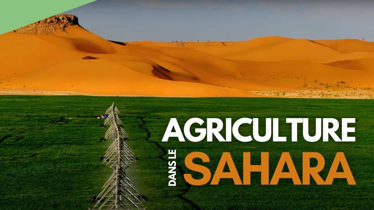 terres agricoles Sahara Algérie