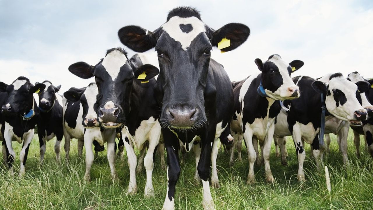 Vaches en Algérie