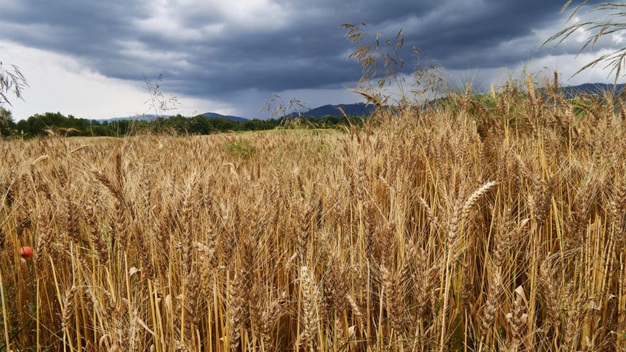 Blé Algérie France