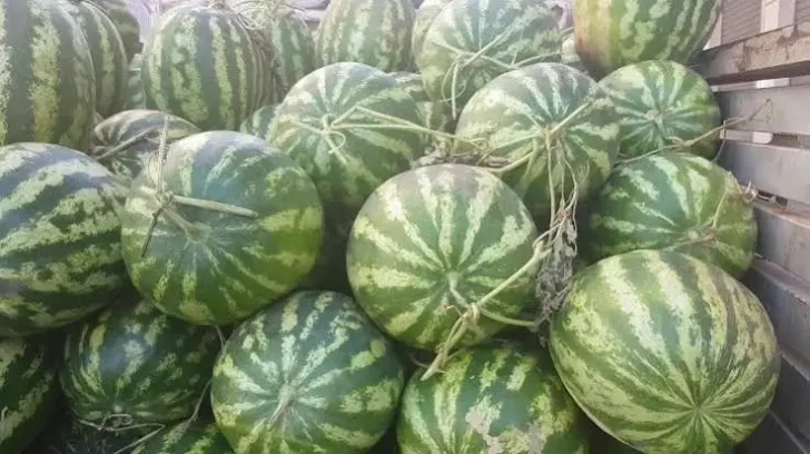 Pastèque