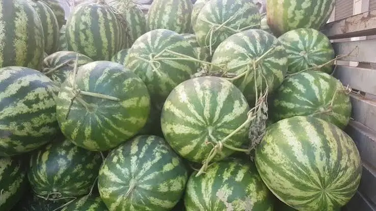 Pastèque